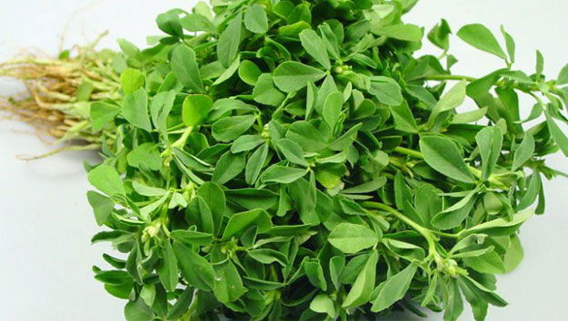 Fenugreek