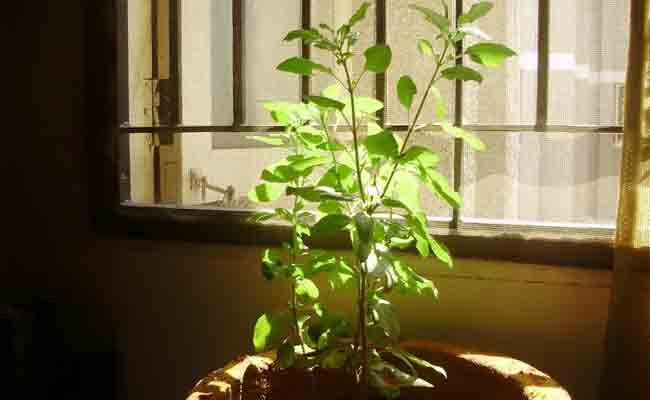 Health Benefits of Tulsi Plant