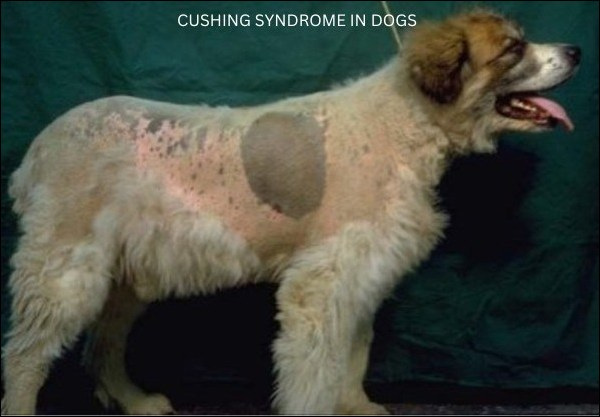 Cushing Syndrome in Dogs