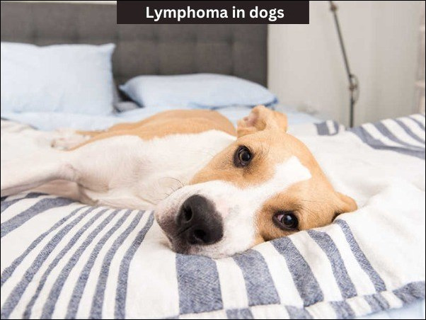  Lymphoma in dogs