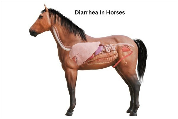  Diarrhea In Horses